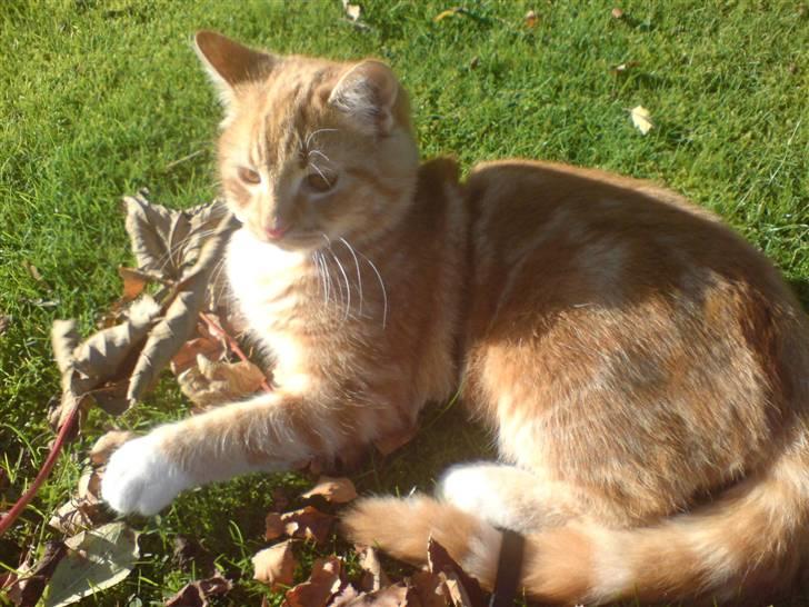 Huskat Maxi *givet væk* <33 - ude i solen billede 6