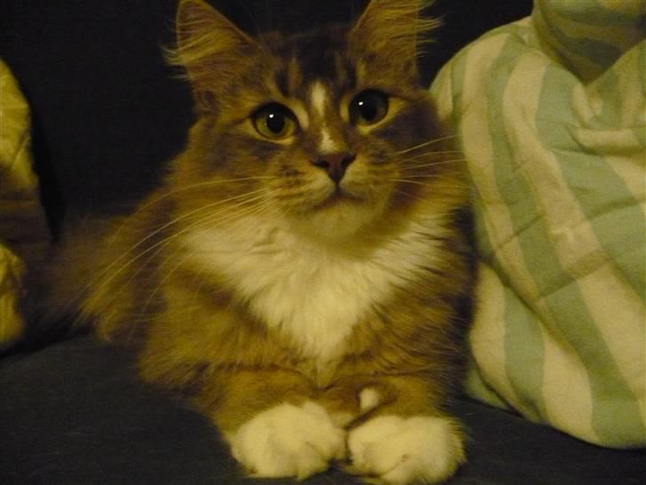 Maine Coon Emmy - flyttet - Min lille skat! min engel <3 billede 1