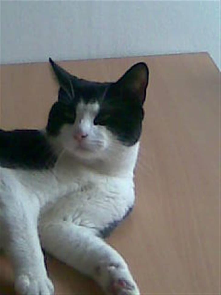 Huskat LULU  billede 15