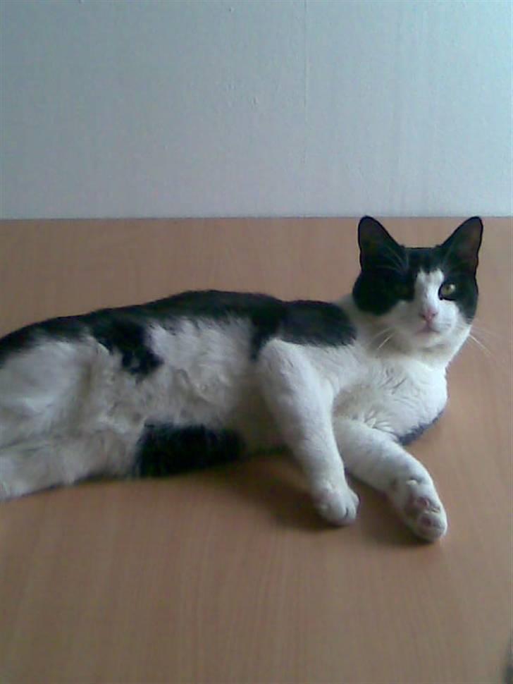 Huskat LULU  billede 16