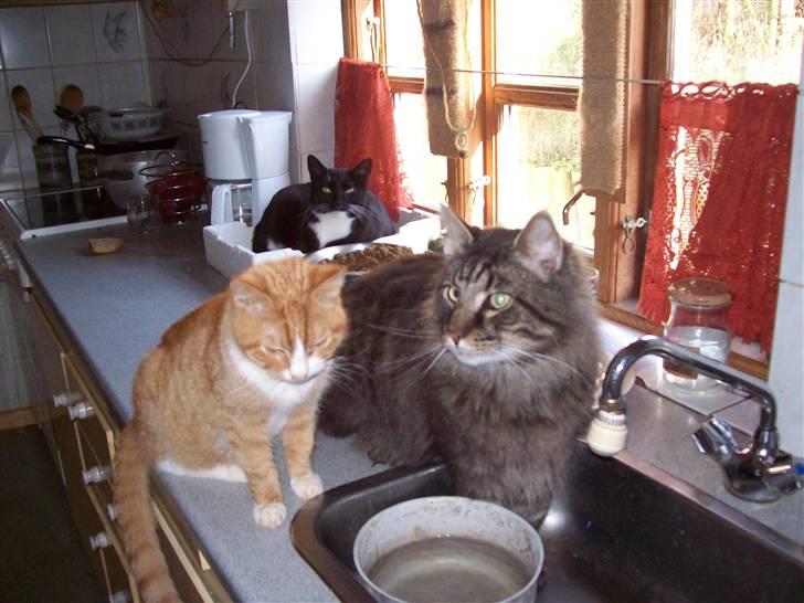 Maine Coon Digger    R:I:P: - hej Felix hvad drikker du vand? billede 6