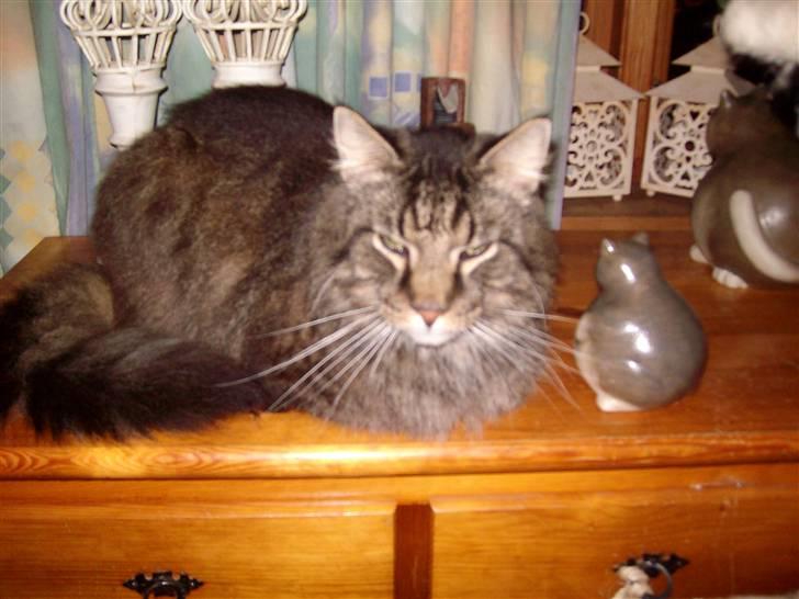 Maine Coon Digger    R:I:P: - Skønne Digger  billede 7