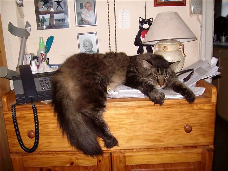 Maine Coon Digger    R:I:P: - Skrivebord med kat  billede 8