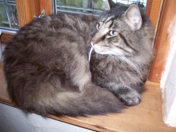 Maine Coon Digger    R:I:P: - hvad sker der ? billede 9