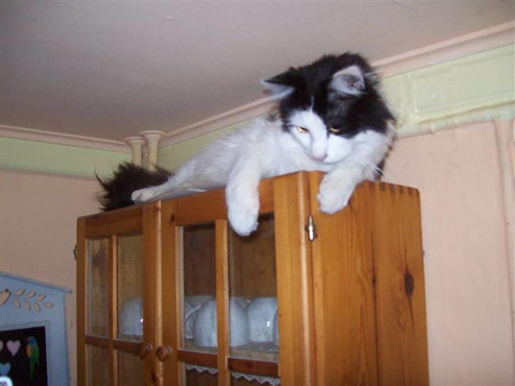 Blanding af racer Pussi - her er der overblik billede 9