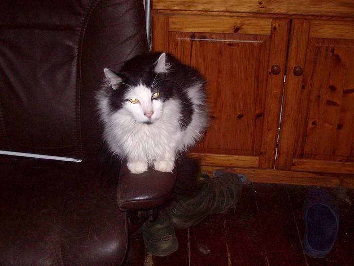 Blanding af racer Pussi billede 10