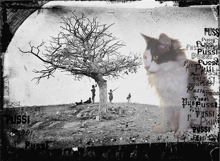 Blanding af racer Pussi - dejlige Pussi lavet af Sveske  billede 11