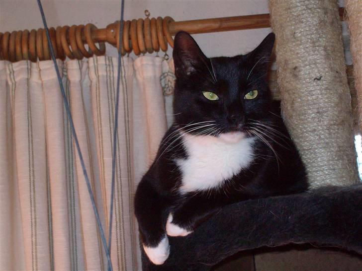 Blanding af racer fie - Min dejlige Fie billede 1