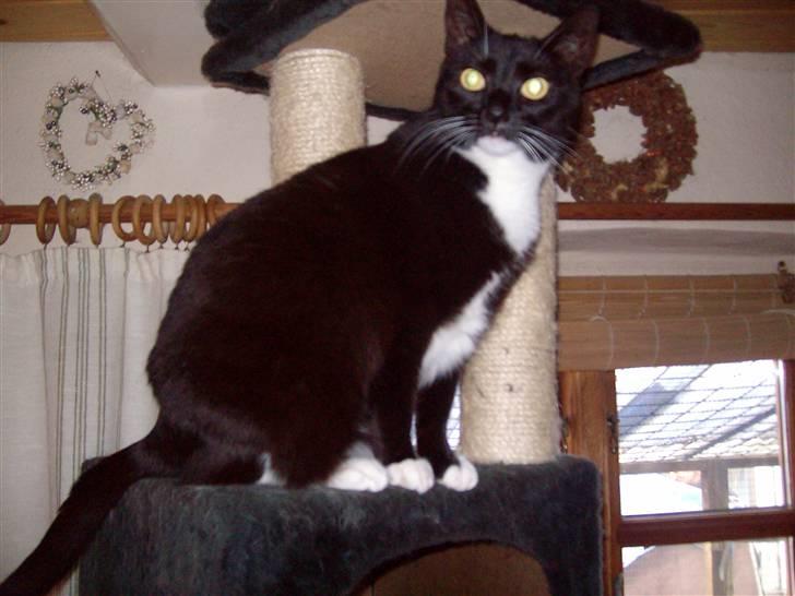 Blanding af racer fie - Søde Fie billede 2