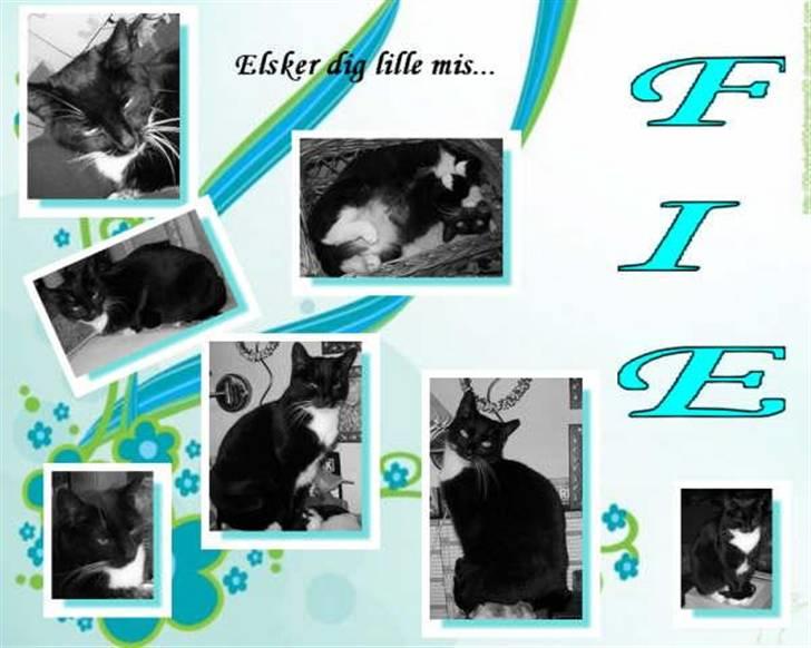 Blanding af racer fie - Dejlig Fie lavet af en veninde her på kg billede 3