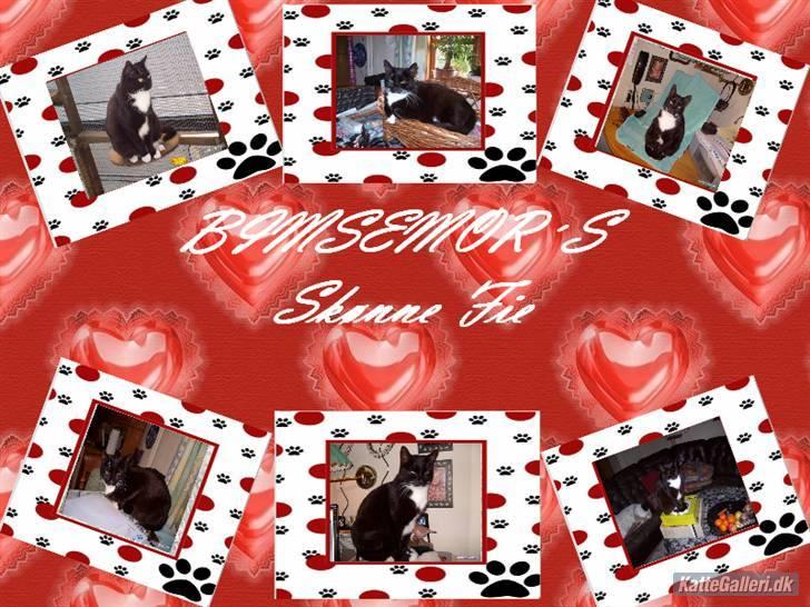 Blanding af racer fie - Fie  billede 4