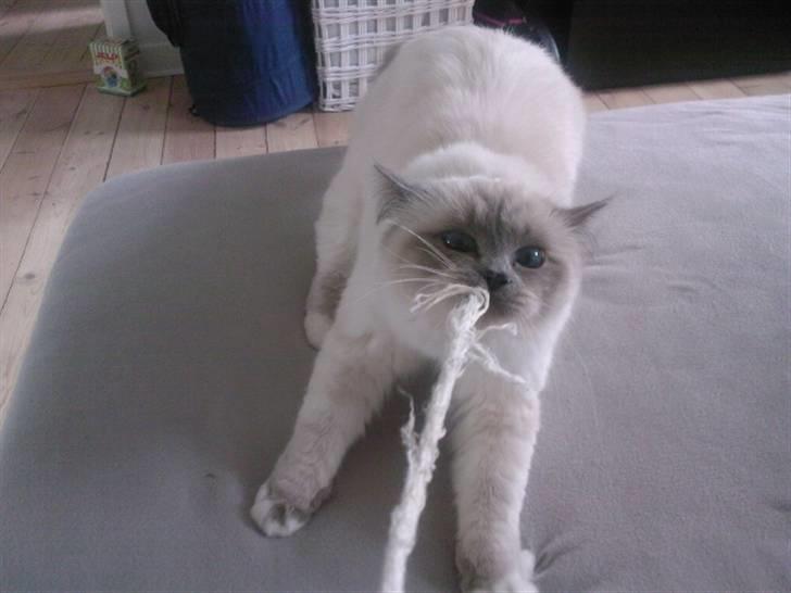 Hellig Birma Malou billede 9