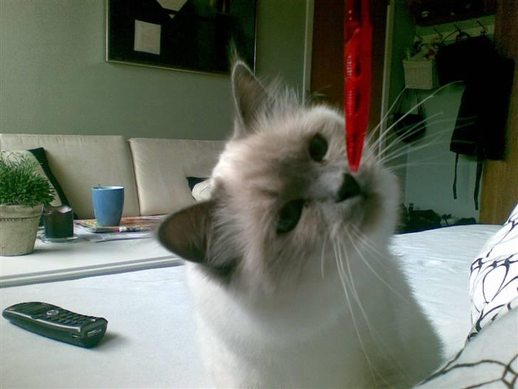 Hellig Birma Malou billede 10