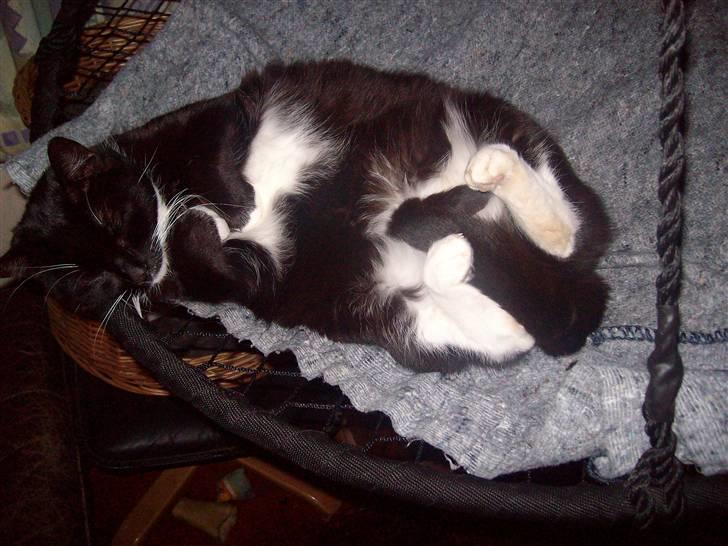 Blanding af racer fie - Fie nyder det I sansegyngen  billede 5