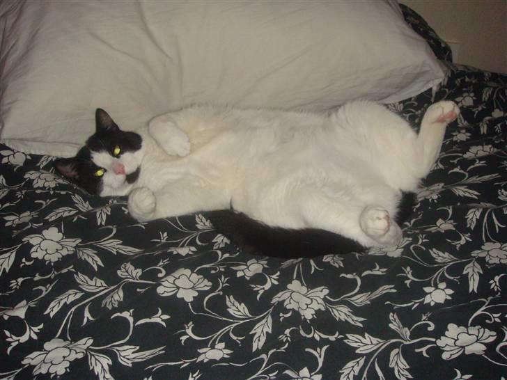 Huskat Clark - Stike mig lige et par solbriller næste gang du fyrer den blitz af, ikk´? billede 8