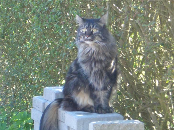 Maine Coon Møv billede 1