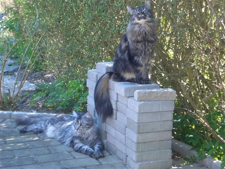Maine Coon Møv billede 2