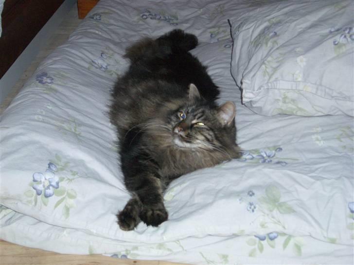 Maine Coon Møv billede 3