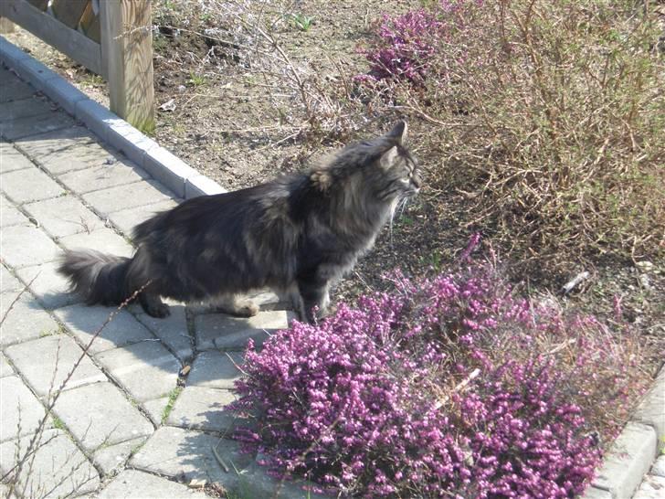 Maine Coon Møv billede 4