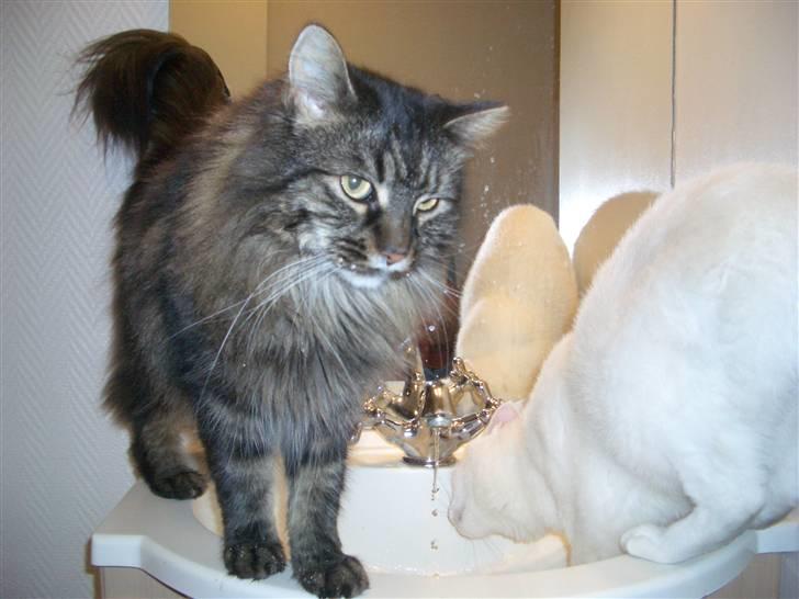 Maine Coon Møv billede 5