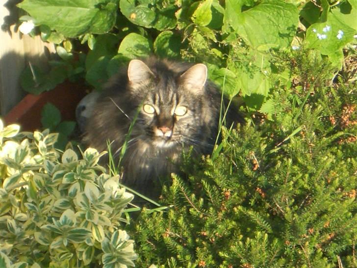 Maine Coon Møv billede 6