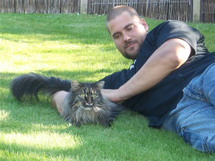 Maine Coon Møv billede 7