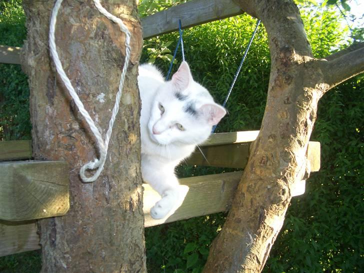 Huskat Miver billede 1