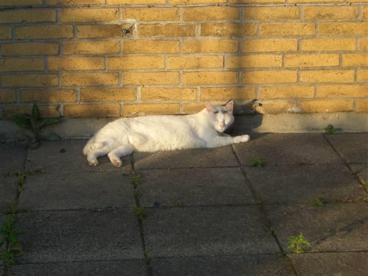 Huskat Miver billede 2