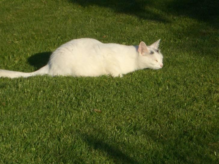 Huskat Miver billede 5