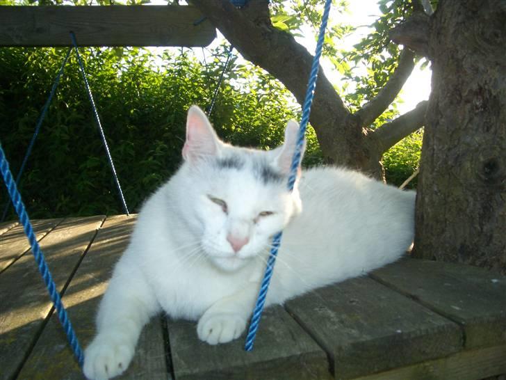 Huskat Miver billede 6