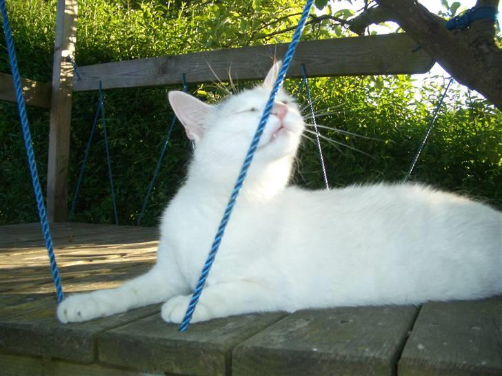 Huskat Miver billede 7