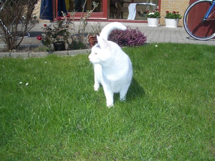 Huskat Miver billede 8