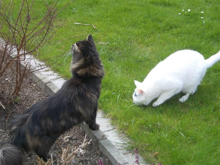 Huskat Miver billede 9