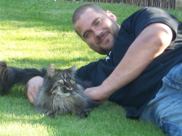 Maine Coon Møv billede 8