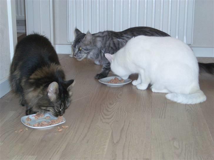 Maine Coon Møv billede 9