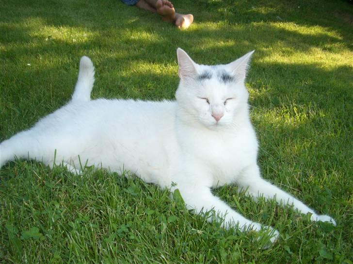 Huskat Miver billede 11