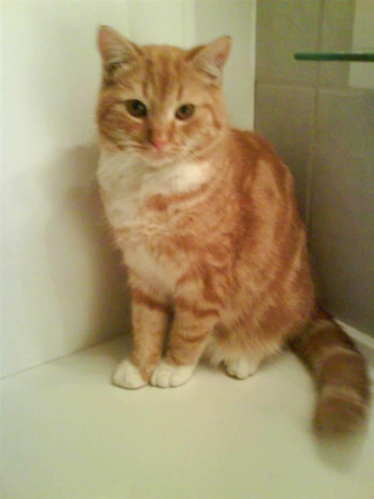 Huskat maxi . <3 - smukke maxi :D <333. billede 1