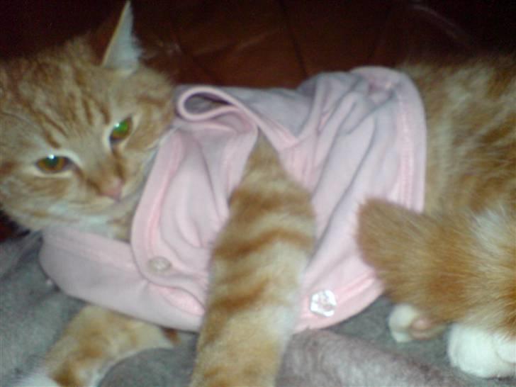 Huskat maxi . <3 - søde maxi med vest <3. billede 2