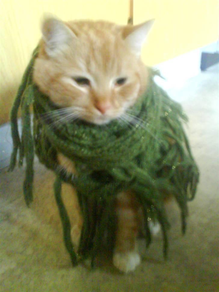 Huskat maxi . <3 - maxi med sjal (K) billede 3