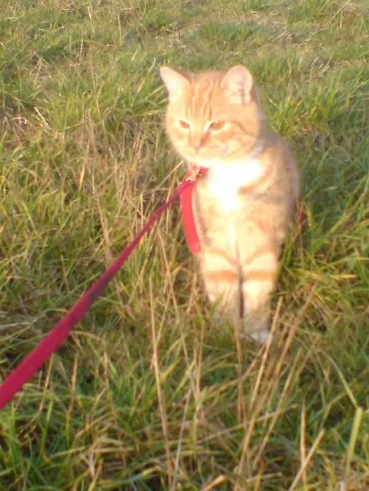 Huskat maxi . <3 - maxi i snor <3 billede 4