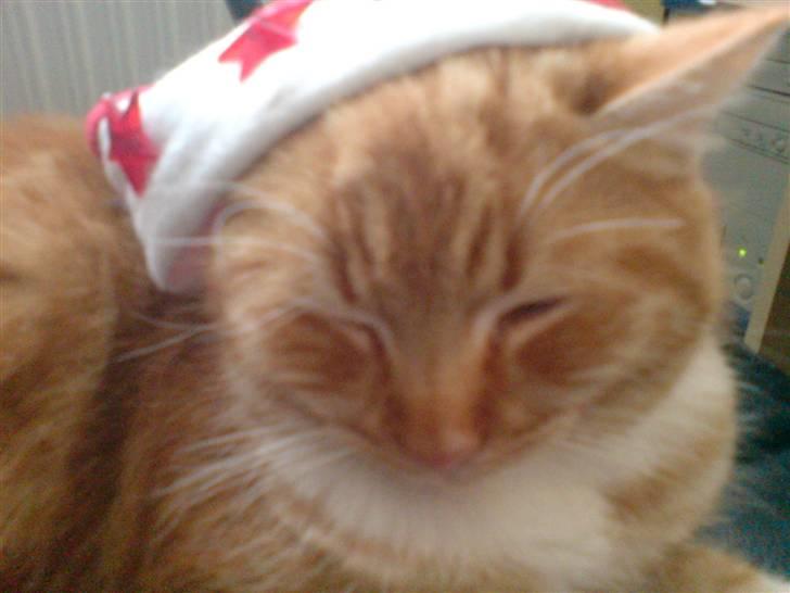 Huskat maxi . <3 - jul 2007, maxi med nissehue (y)! billede 5