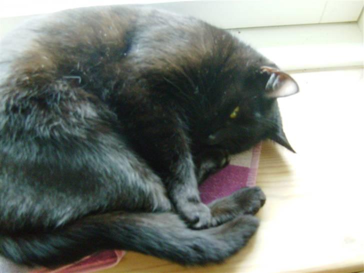 Huskat Millions | †Minni† | billede 8