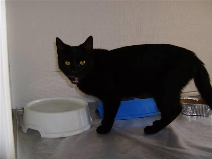 Huskat Millions | †Minni† | billede 9