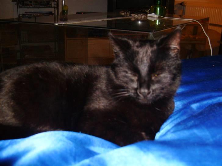 Huskat Millions | †Minni† | billede 11