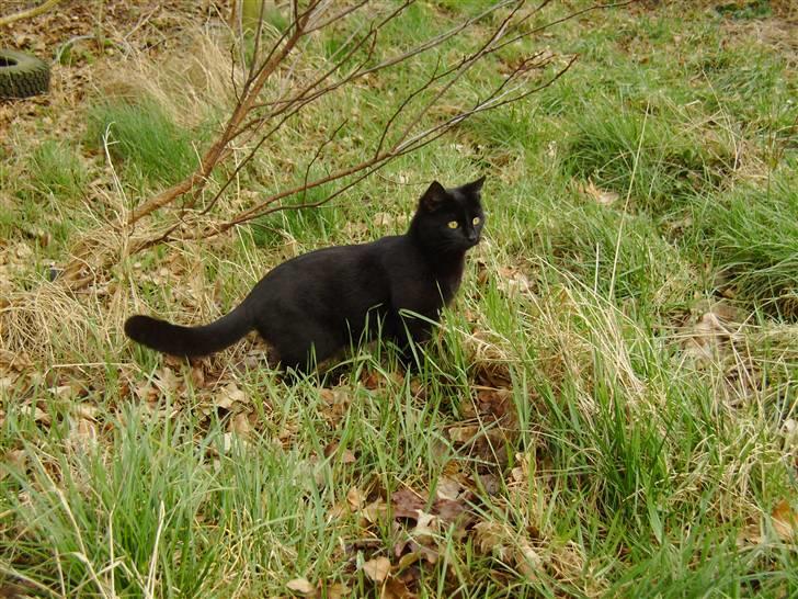 Huskat Millions | †Minni† | billede 12