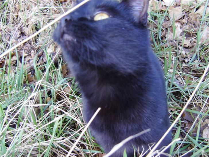 Huskat Millions | †Minni† | billede 13