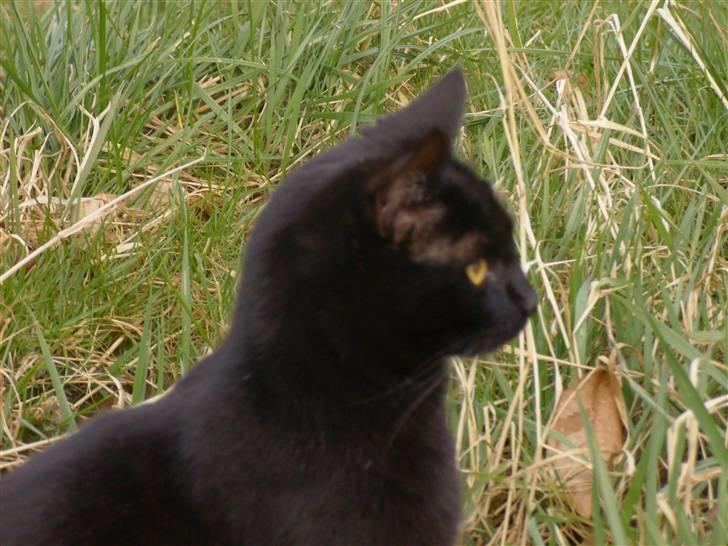 Huskat Millions | †Minni† | billede 14