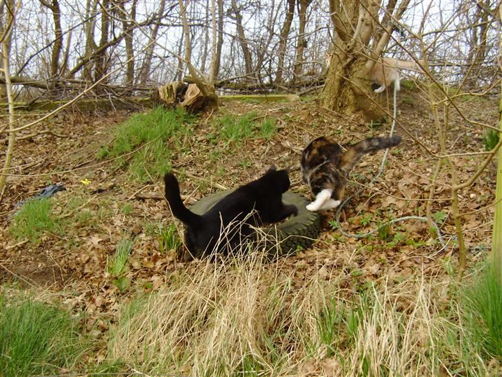 Huskat Millions | †Minni† | billede 15