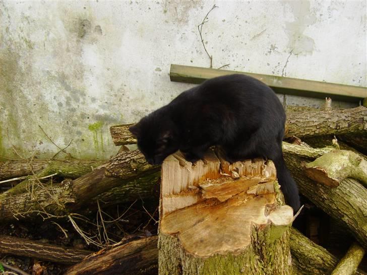 Huskat Millions | †Minni† | billede 16