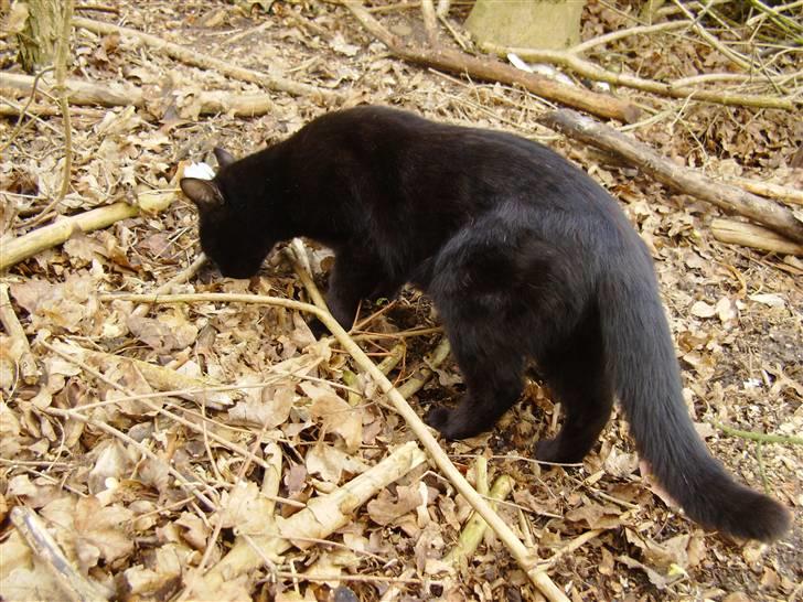 Huskat Millions | †Minni† | billede 17